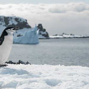 Antarctica the 7th Continent